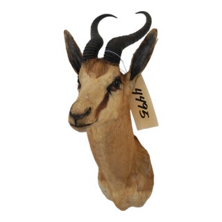 Springbuck Taxidermy Mount Bust Head For Sale