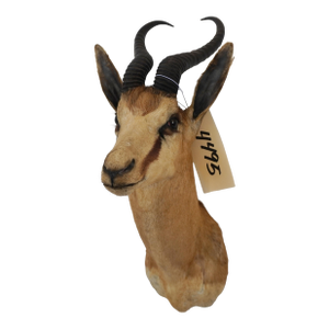 Springbuck Taxidermy Mount Bust Head