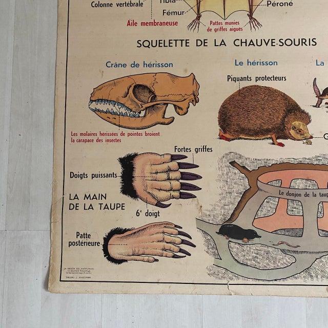 Vintage School Poster of Insectivorous Animals / Rabbit, 1950s For Sale - Image 6 of 11