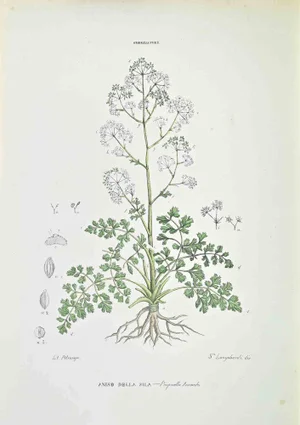 Vincenzo Tenore, Aniso of Sila, Lithograph, 1870s