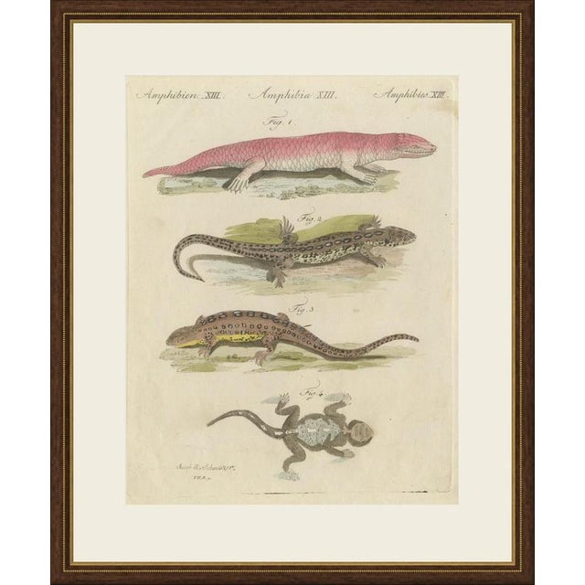 This antique lizard print shows the skink together with a male and female grey lizard and a fourth lizard seen from above,...