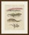 This antique lizard print shows the skink together with a male and female grey lizard and a fourth lizard seen from above,...