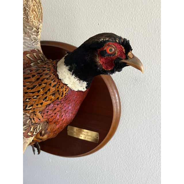 Vintage 1973 Flying Ring-Necked Pheasant Taxidermy Wall Mount With Provenance Plaque For Sale - Image 4 of 9