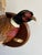 Vintage 1973 Flying Ring-Necked Pheasant Taxidermy Wall Mount With Provenance Plaque For Sale - Image 4 of 9
