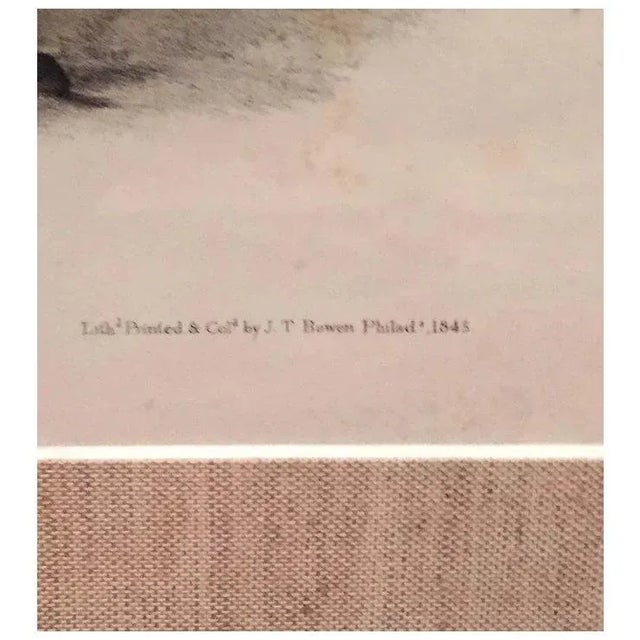 White Antique 19th Century John James Audubon Large Folio Hand Colored Lithograph White American Wolf Philadelphia 1845 Plate 72 For Sale - Image 8 of 9