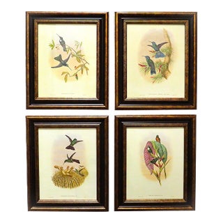 Set of 4 John Gould Humming Bird Framed Prints For Sale