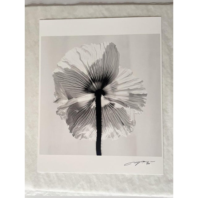 Contemporary Ugne Pouwell, Poppy No.11, 2025, Black and White Floral Photography, Limited Edition of 2/20 For Sale - Image 3 of 8