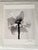 Contemporary Ugne Pouwell, Poppy No.11, 2025, Black and White Floral Photography, Limited Edition of 2/20 For Sale - Image 3 of 8