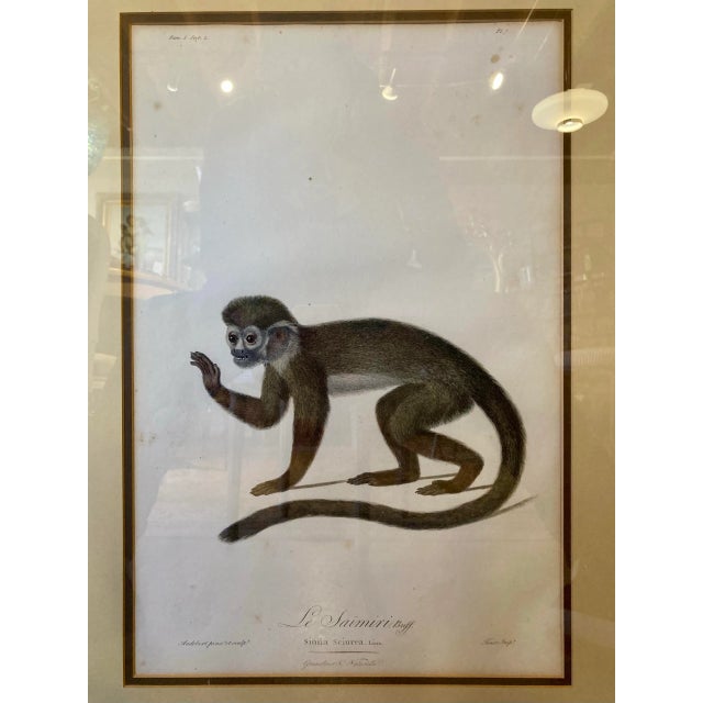 Pair of Hand Tinted Monkey Prints by Audbert For Sale - Image 4 of 4