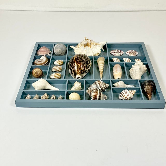 Vintage Coastal Boho Chic Seashell Collection, French Blue Divided Shadowbox Decorative Object For Sale - Image 11 of 13
