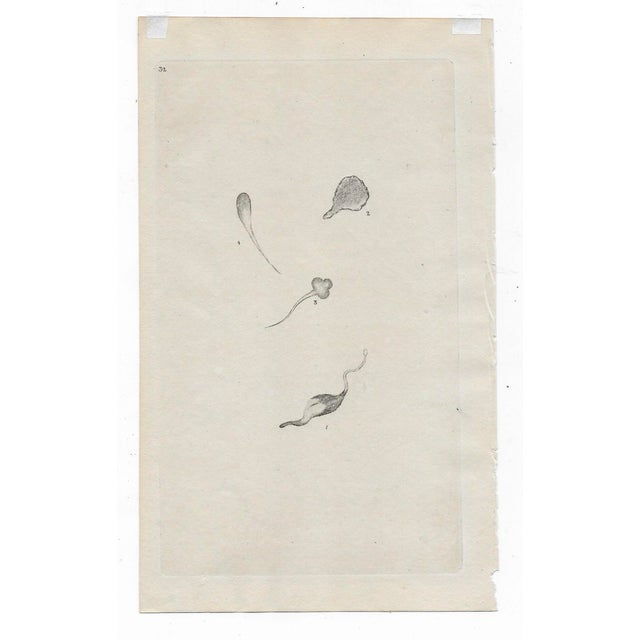 Traditional Pair of Antique Microscopic Organism Engravings For Sale - Image 3 of 3