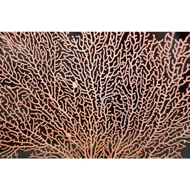 Contemporary Andrianna Shamaris Coral Fan For Sale - Image 3 of 5