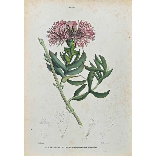 Vincenzo Tenore, The Phycoids, Lithograph, 1870s For Sale