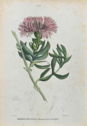 Vincenzo Tenore, The Phycoids, Lithograph, 1870s