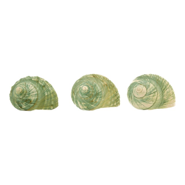 Green Blue Turbo Shells – Set of 3 For Sale