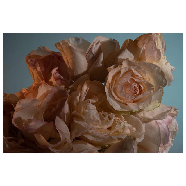Pink Rose Still Life Photograph - 20" X 30" For Sale
