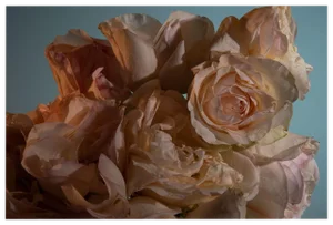 Pink Rose Still Life Photograph - 20" X 30"