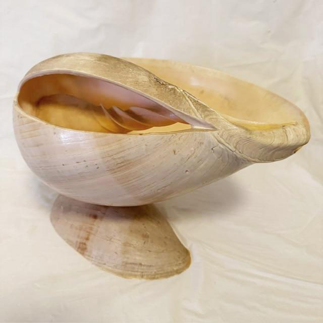 Natural Conch Shell Planter/Basket For Sale In New York - Image 6 of 10