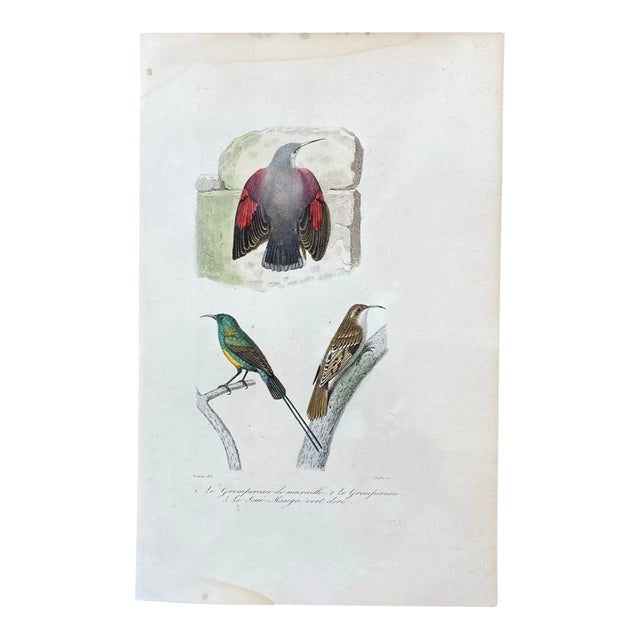 French Antique 18th Century Bird Engraving Hand Colored Signed Artwork For Sale