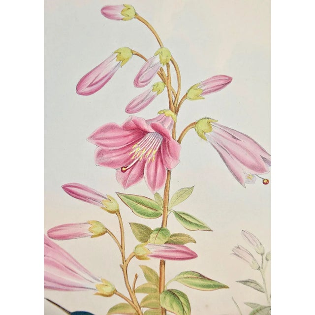 Hummingbirds: 19th C. Gould Hand-Colored "Cyanifrons", Blue-Capped Saucerottia, 1850 For Sale In San Francisco - Image 6 of 8