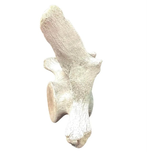 Very Large Antique Whale Vertebrae #4 For Sale - Image 4 of 10