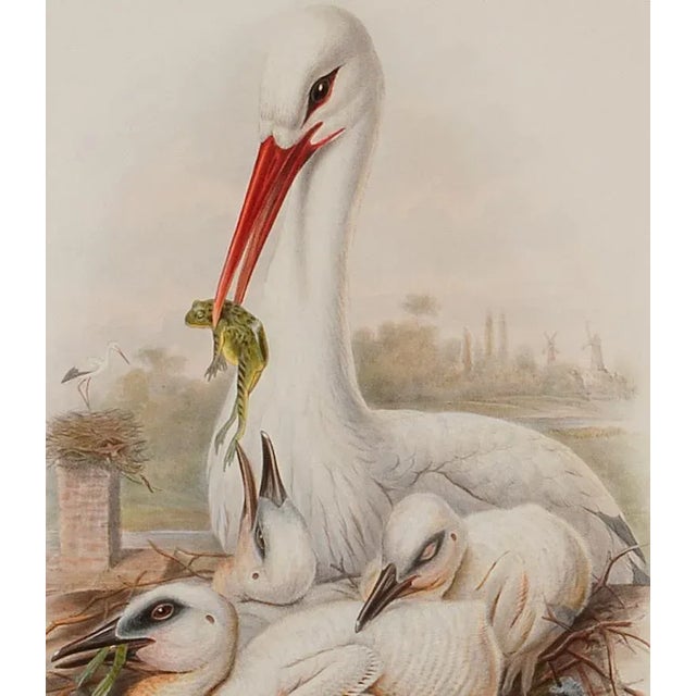 Stork Family: A Framed Original 19th C. Hand-Colored Lithograph by Gould, 1862-1873 For Sale - Image 4 of 6