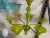 Translucent Apple-Green Murano Style Glass Chandelier from Simoeng For Sale - Image 7 of 11