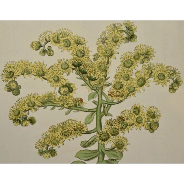 Realism Flowering Houseleek Plant: A 19th C. Hand-Colored Botanical Engraving by Curtis, 1818 For Sale - Image 3 of 4