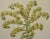 Realism Flowering Houseleek Plant: A 19th C. Hand-Colored Botanical Engraving by Curtis, 1818 For Sale - Image 3 of 4