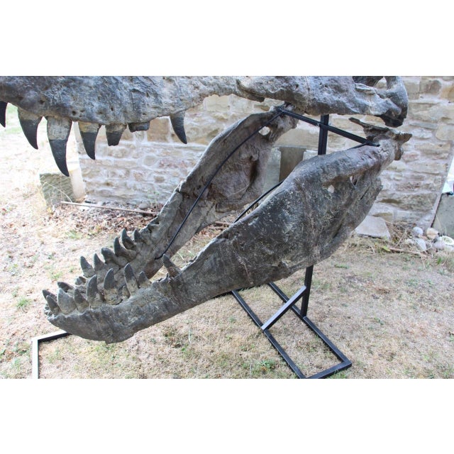 Unknown, Tyrannosaurus Head Fossil for Museum, 1800s, Resin For Sale - Image 6 of 14