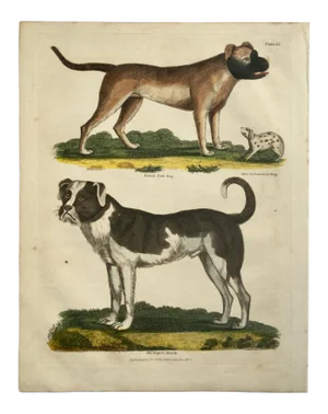 1827 English Naive Hand-Colored Antique Etching of Dogs