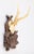 A fine antique roe deer antler horns hunting trophy on a carved black forest plaque, dated 1918. The plaque is hand carved...