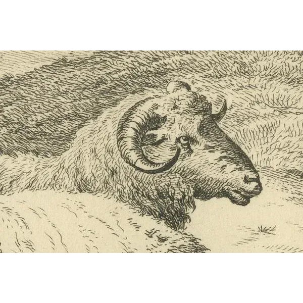 Anthony Oberman, Serene Pastoral Scene with Two Resting Sheep, 1810, Etching on Paper For Sale - Image 4 of 8