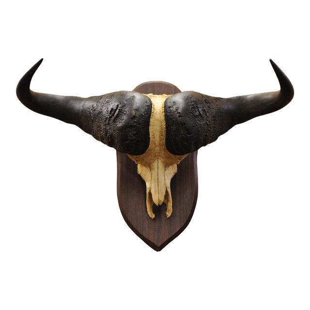 Vintage African Cape Buffalo Skull European Mount on Wooden Plaque Taxidermy For Sale