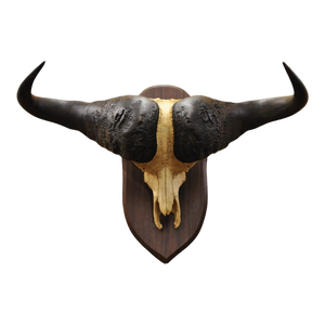 Vintage African Cape Buffalo Skull European Mount on Wooden Plaque Taxidermy