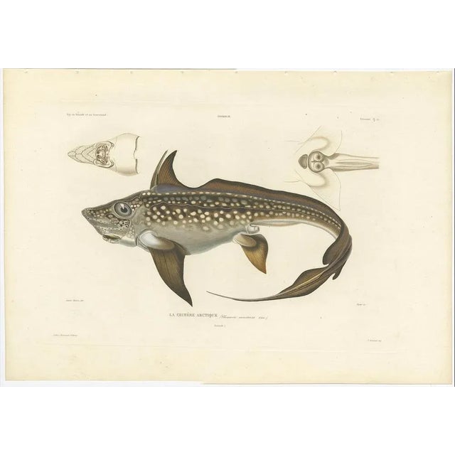 This rare hand-colored lithograph features Chimaera Monstrosa, also known as the Arctic or Rabbit Fish, a deep-sea...