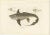 This rare hand-colored lithograph features Chimaera Monstrosa, also known as the Arctic or Rabbit Fish, a deep-sea...