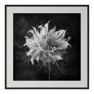 20" X 20" 'Love-in-a-Mist Flower' - Black and White Floral Photography Print For Sale