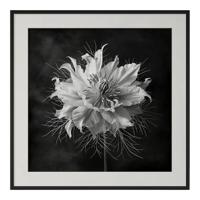 20" X 20" 'Love-in-a-Mist Flower' - Black and White Floral Photography Print For Sale