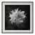 20" X 20" 'Love-in-a-Mist Flower' - Black and White Floral Photography Print For Sale