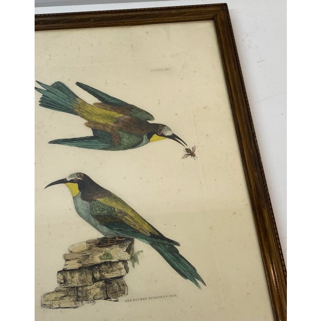 Prideaux John Selby "Bee Eaters European M&F" Hand Colored Etching c.1820s From Selby's Illustrations of British...