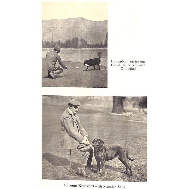 "The Popular Retriever" 1961 Lorna, Countess Howe For Sale - Image 12 of 12