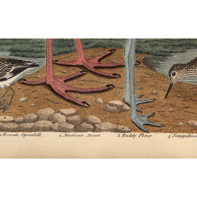 Textile Early American Poster, Spoonbill and Shore Birds For Sale - Image 7 of 8