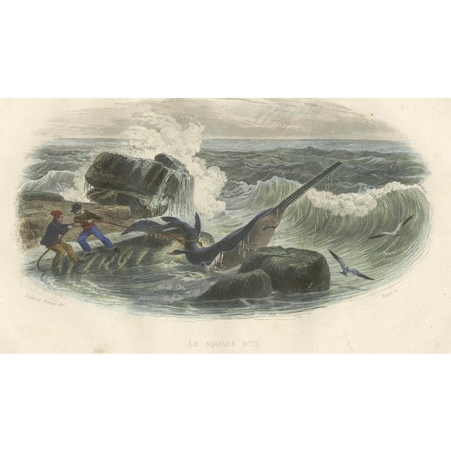 After Édouard Traviès, Le Squale Scie (Sawfish), 1840, Hand-Colored Engraving For Sale - Image 4 of 9