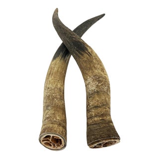 1960s Primitive Longhorn Bull Horns Southwest D√©cor - Set of 2 For Sale