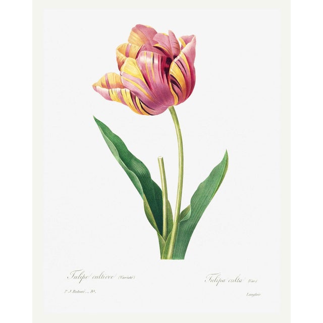 Tulip by Pierre-Joseph Redouté, Vintage Botanical Art Print, 16" X 20" For Sale