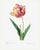 Tulip by Pierre-Joseph Redouté, Vintage Botanical Art Print, 16" X 20" For Sale