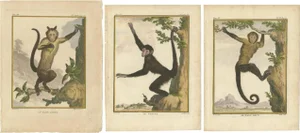 After Buffon, Capuchin Monkeys, Paper, Set of 3