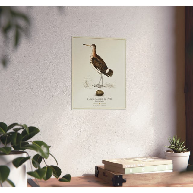 William Lewin 1789 Waterbirds Fine Art Gallery Board Print - Black Tailed Godwit For Sale - Image 13 of 13