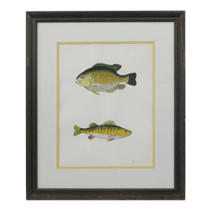 Framed Vintage Fish Illustration - Freshwater Species - Wall Art